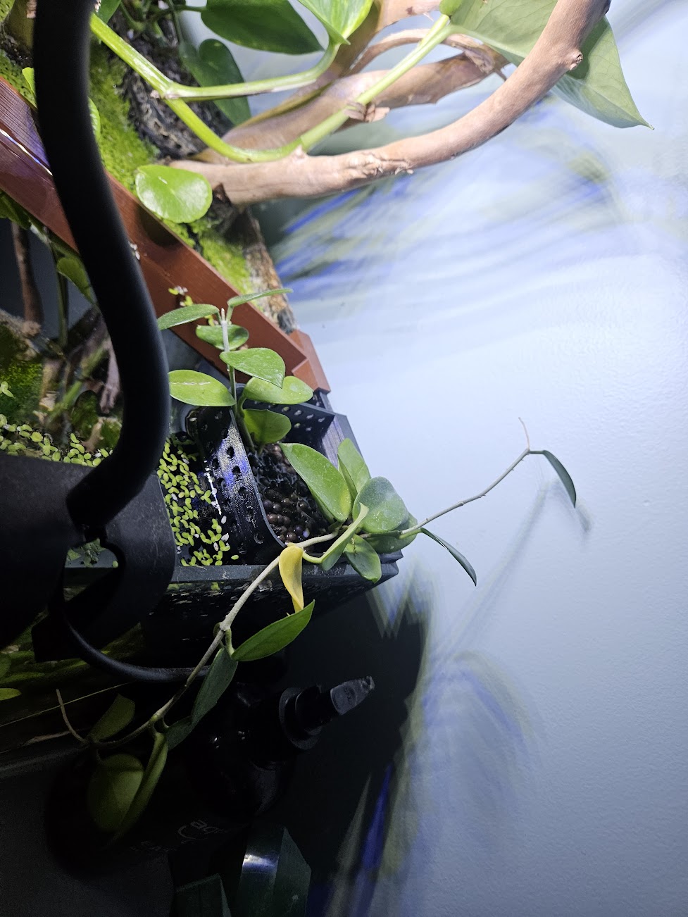 New terrestrial plant