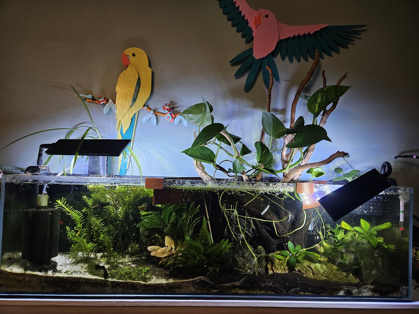 February 24, 2025 Tank