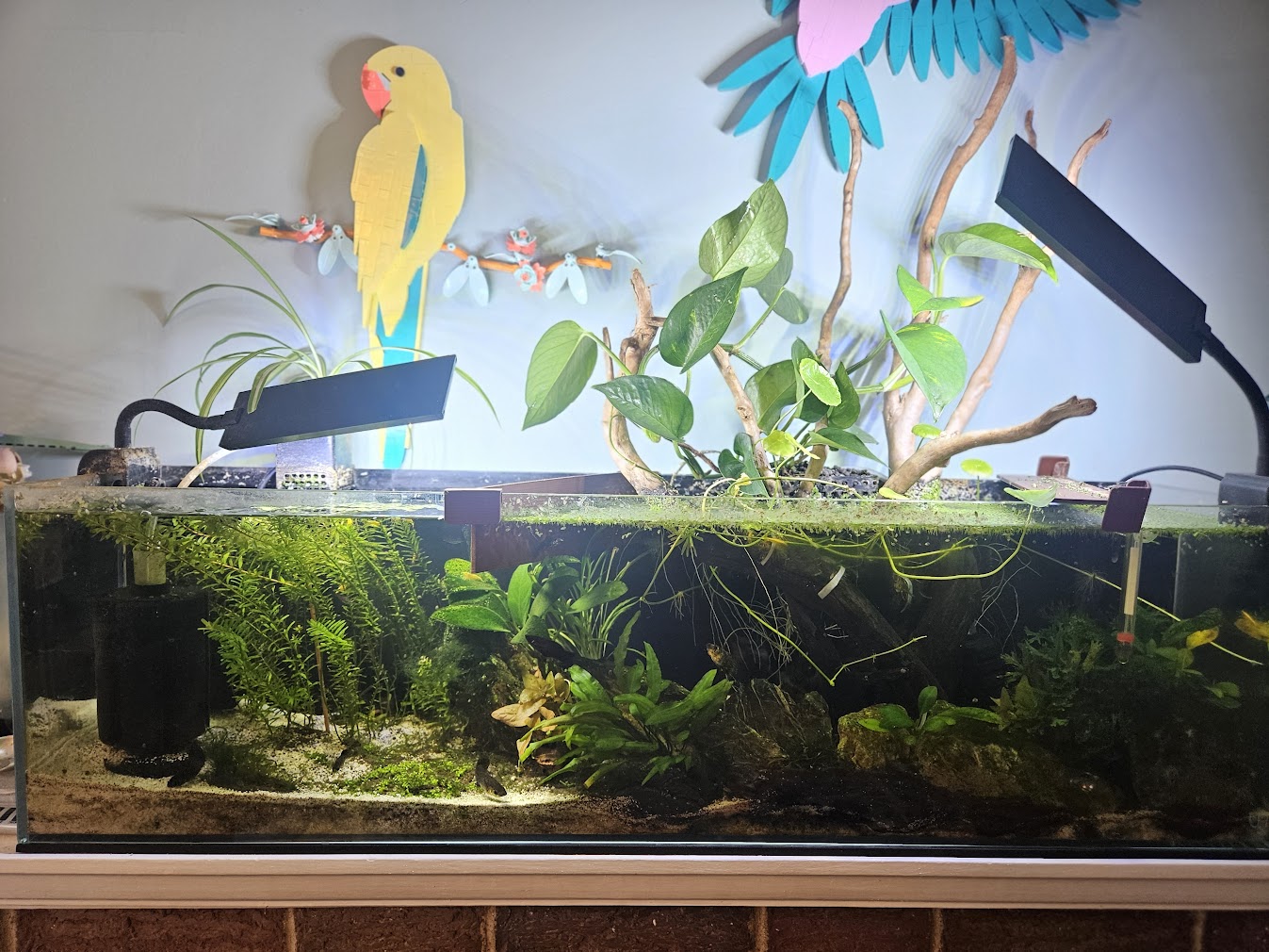 January 19, 2025 Tank