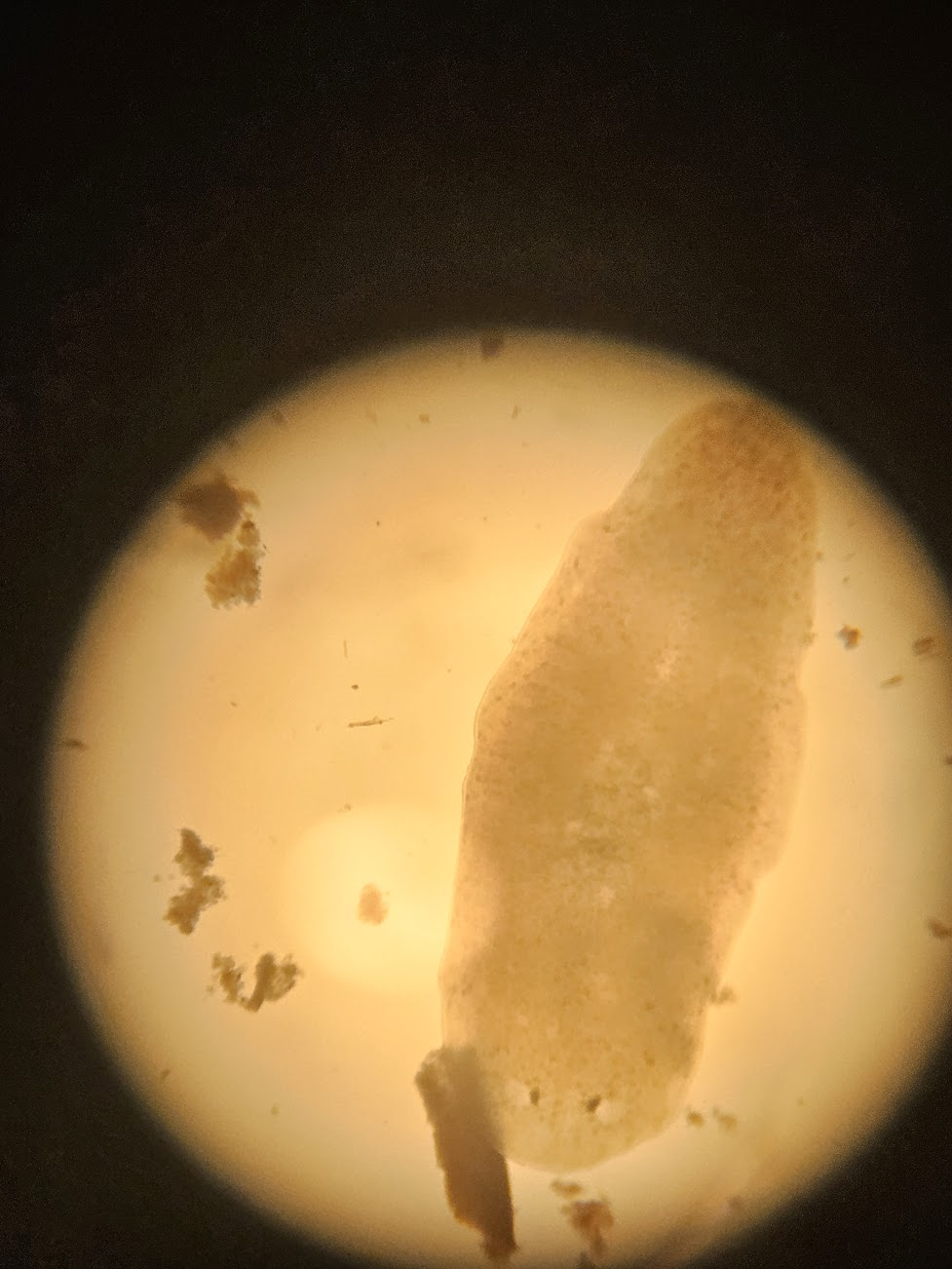 July 28 - Planaria under scope