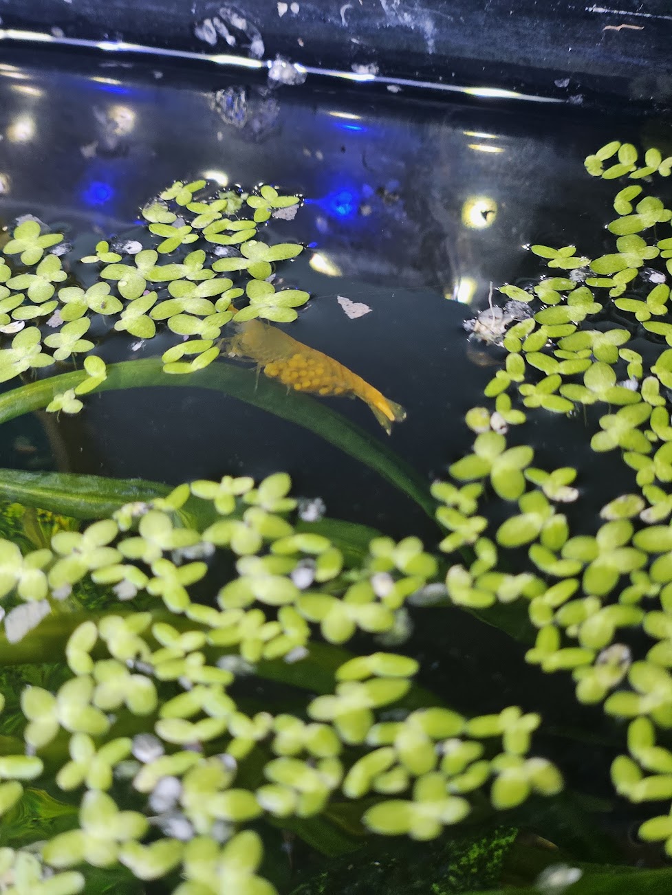 Berried shrimp