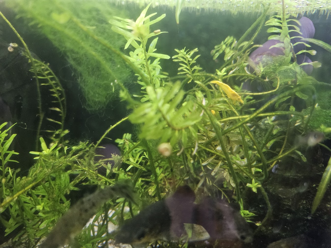 Algae Forest