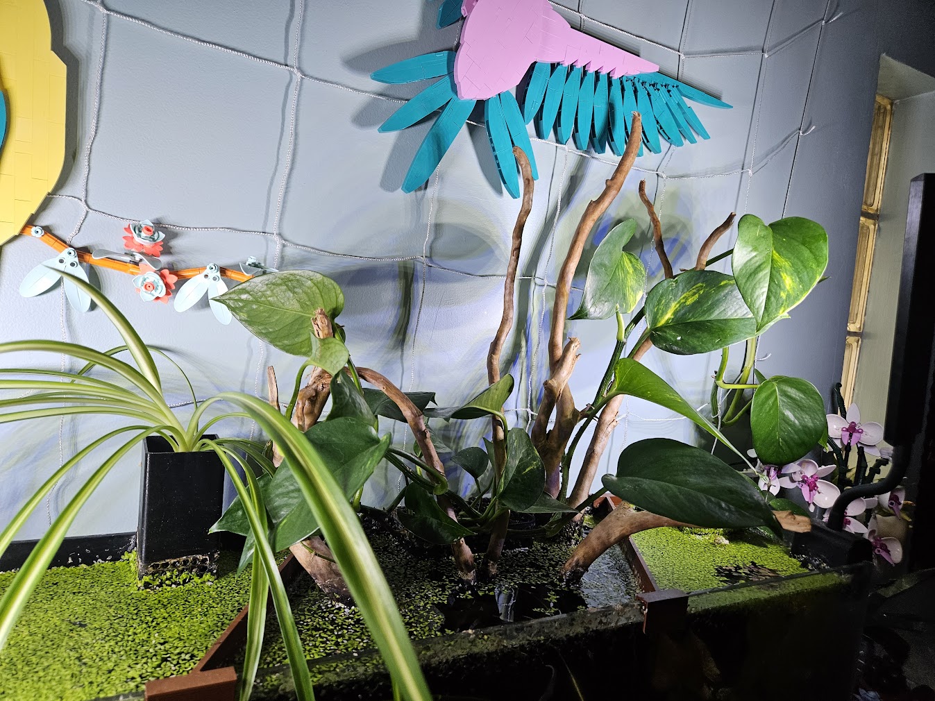 Dying duckweek in middle section of tank surface