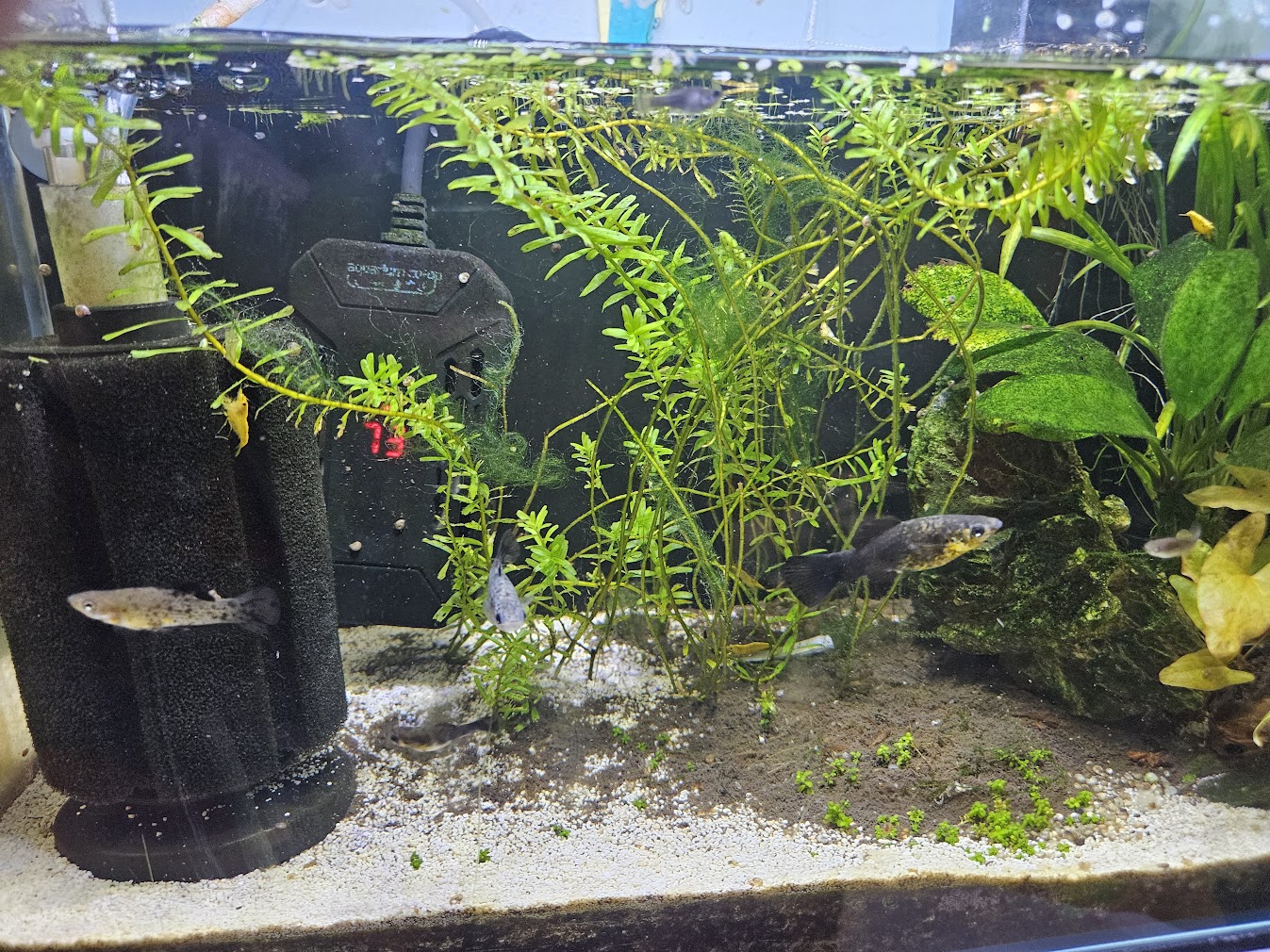 Extremely messy rotala