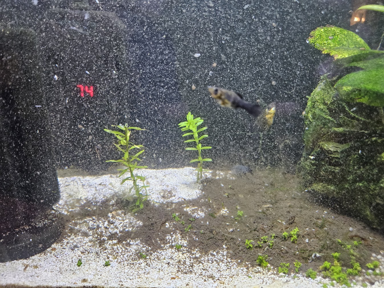 Dusty water after rotala clean up