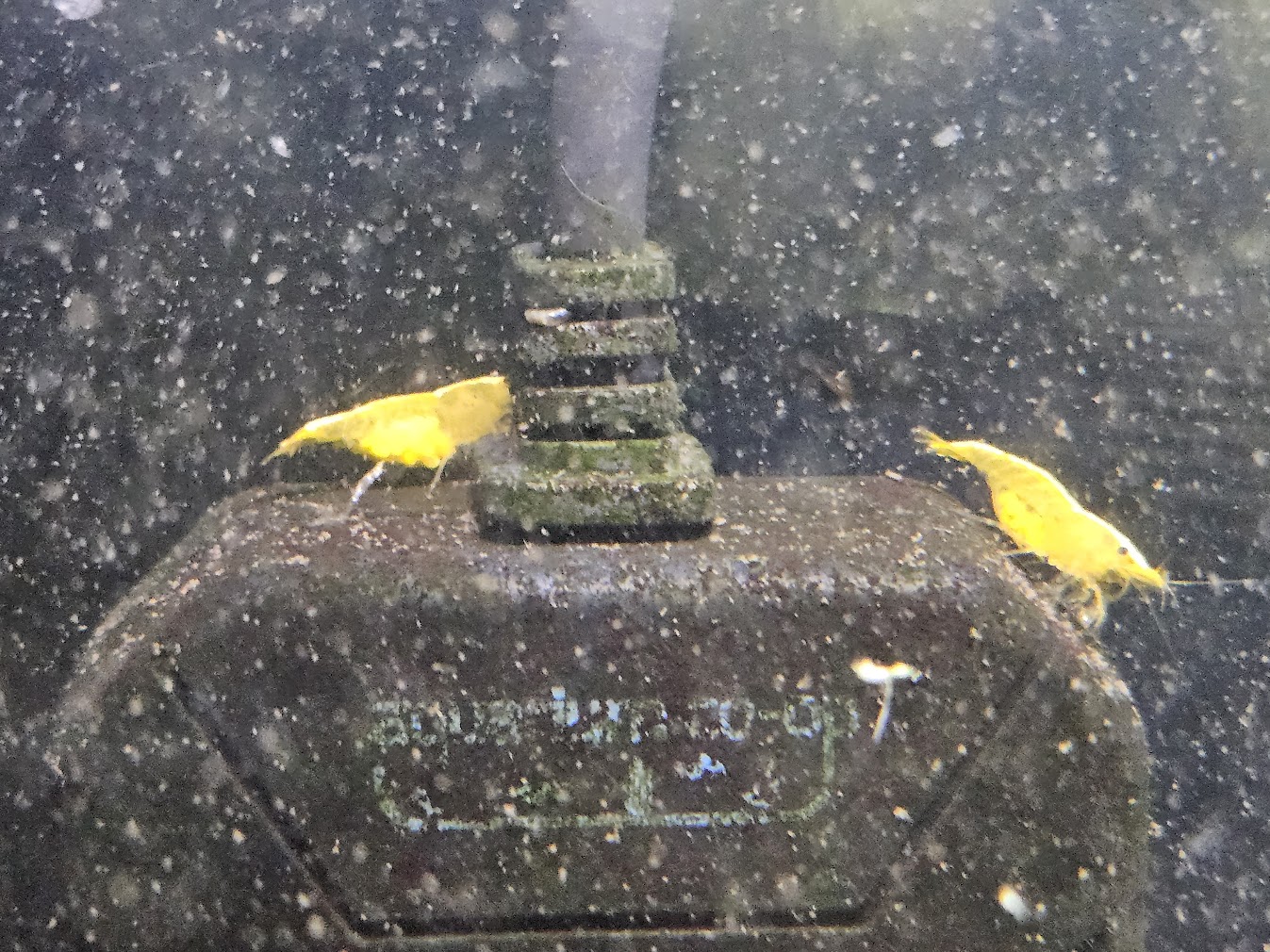 Pregnant shrimp hang on the heater during the dust storm