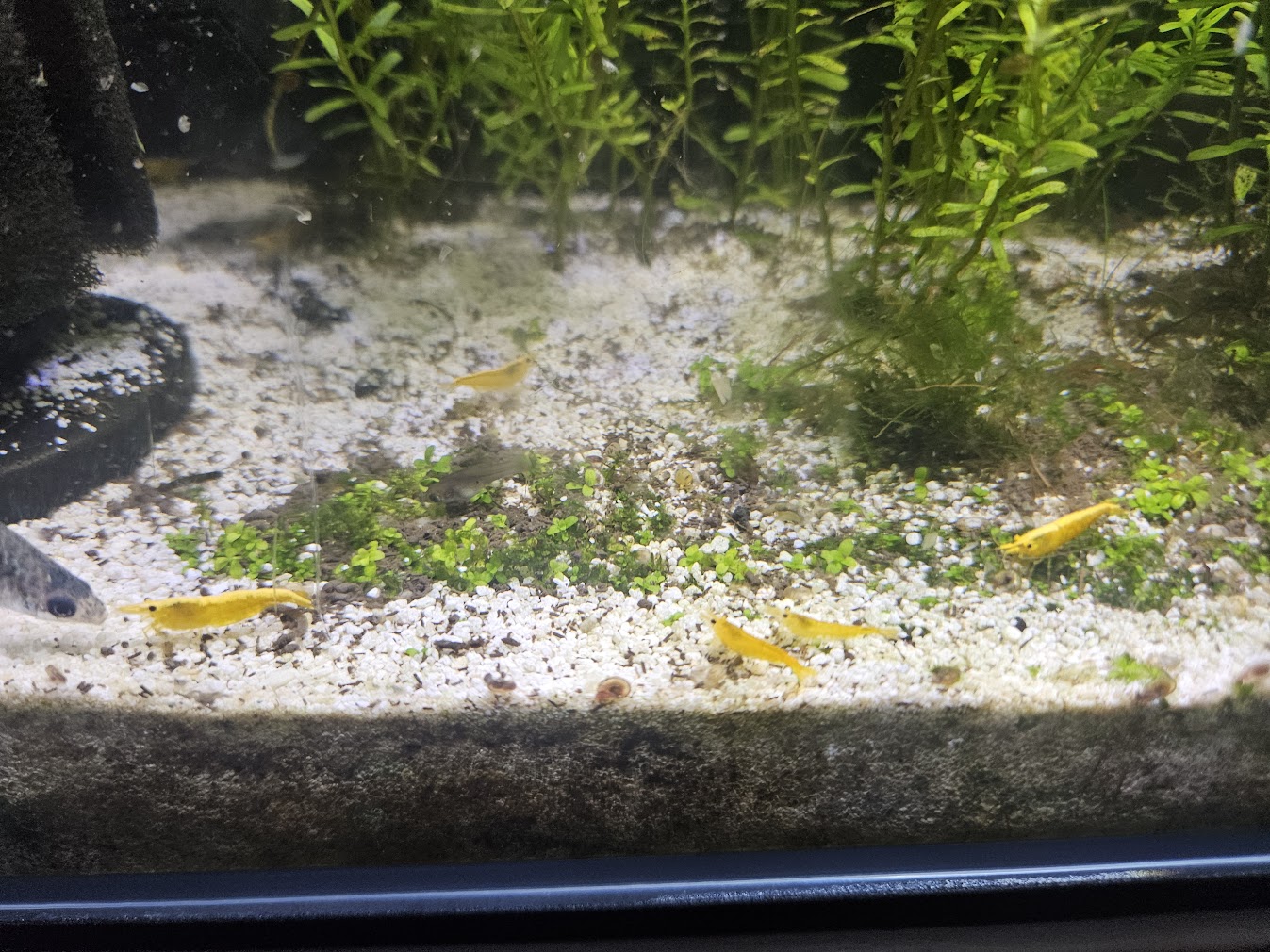 Different sizes of shrimp frolicking with the fish