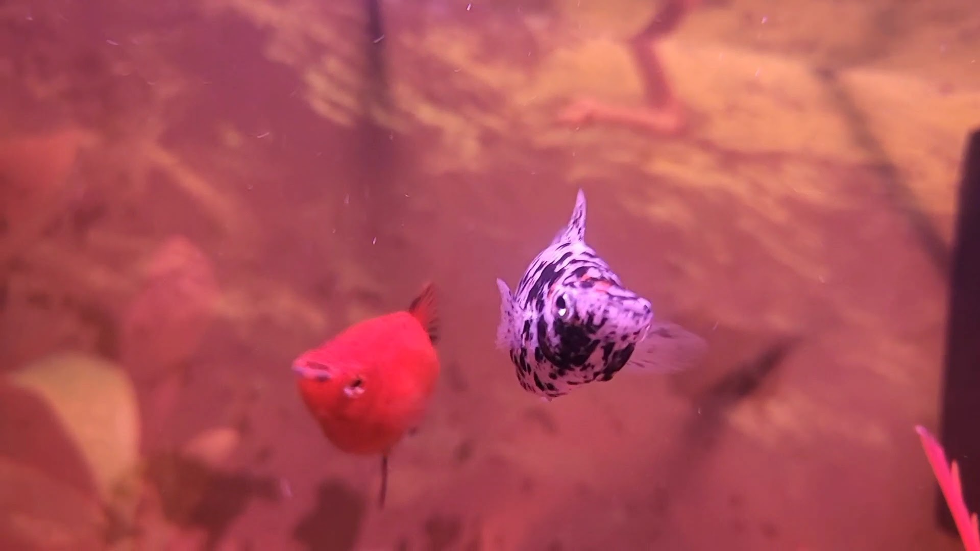 Two fish